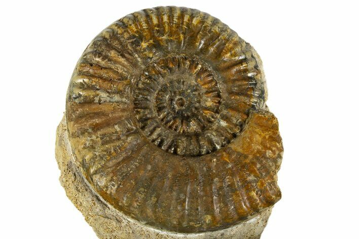 Jurassic Ammonite Fossil - France #311821